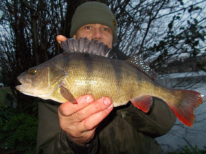 The Best Fish Of The Week Welcome To My World